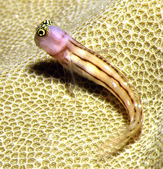 Ecsenius trilineatus